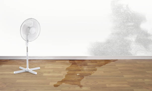 Best Carpet water damage restoration  in , MS